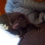 siteground_kitten