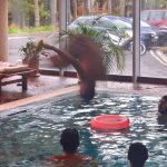 Pool jumping