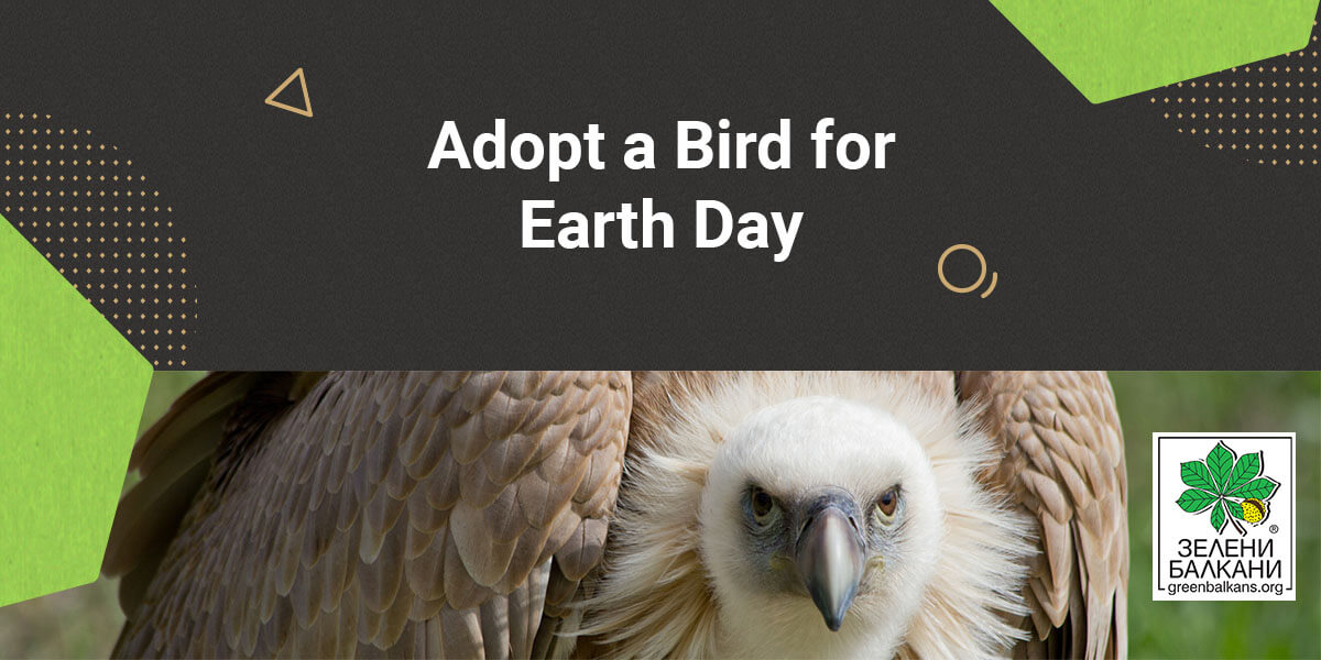 SiteGround_Adopt_Bird_Earth_Day_Help_Bulgarian_Nature