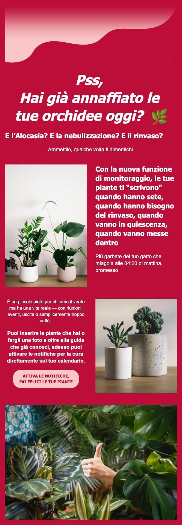 screenshot di una mail che dice: Pss, 
Hai già annaffiato le 
tue orchidee oggi?  🌿
E l’Alocasia? E la nebulizzazione? E il rinvaso?
Ammettilo, qualche volta ti dimentichi.
Con la nuova funzione di monitoraggio, le tue piante ti scrivono quando hanno sete, quando hanno bisogno del rinvaso, quando vanno in quiescenza, quando vanno messe dentro. 
Più garbate del tuo gatto che miagola alle 04:00 di mattina, promesso
Inserisci le piante che hai o fargli una foto e attiva le notifiche per la cura direttamente sul tuo calendario.
CTA: attiva le notifiche, 
fai felici le tue piante